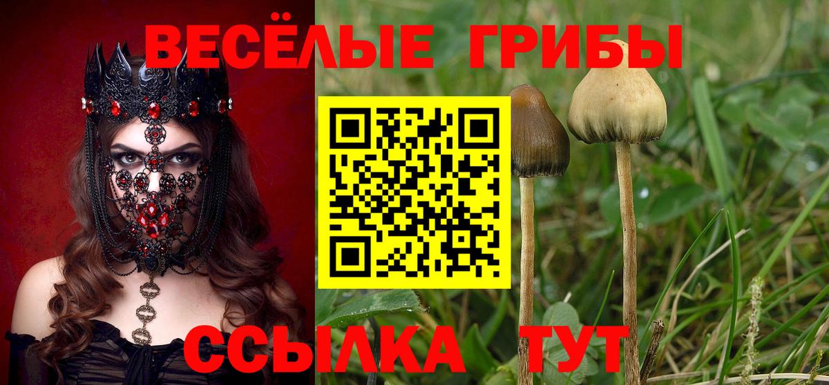 Ростов-на-Дону  Псилоцибиновые грибы Psilocybe  Псилоцибиновые грибы прущие грибы  Вход с VPN 